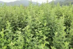 冬天可以种植艾草吗？
