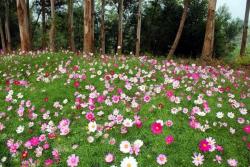 波斯菊和格桑花有什么区别(多图)