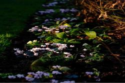 花园养花的几大误区