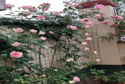 十大最美月季花品种排行榜