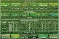 花园草坪用什么品种好