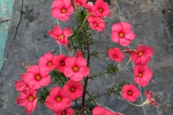 酢浆草有多少品种