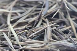 硫华菊种子多少钱一斤,批发价格更便宜