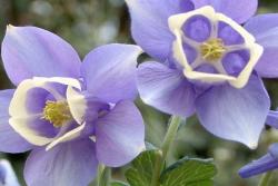 大花耧斗菜种子怎么催芽(什么时候播种)