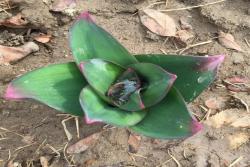 我在花园种了100棵大花葱，年复一年美如初见