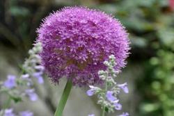 花葱的花语和象征寓意