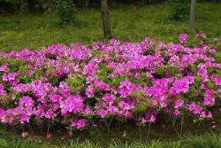 杜鹃花的花语和象征寓意