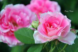 三款好养的粉色月季花品种