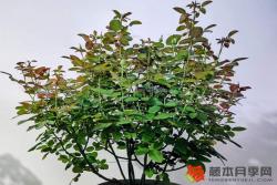 夏季花后修剪快速复花指南