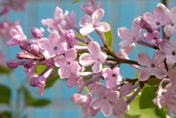 丁香花是什么颜色的