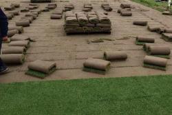 剪股颖和什么草籽混种好