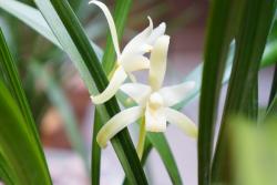 如何在室内种植兰花(室内兰花种植技巧)