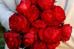 红色玫瑰的花语,红玫瑰的象征寓意