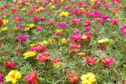 半枝莲种子什么时候播种最好，什么时候开花
