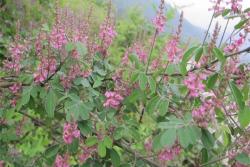 多花木兰种子怎么种植