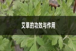 艾草的功效与作用有哪些