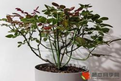 夏季花后修剪快速复花指南
