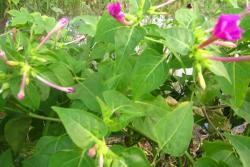紫茉莉和茉莉的区别(紫茉莉和茉莉怎么区分）
