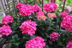 绣球花夏季怎么浇水和施肥