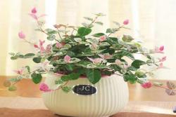 花叶络石——会变色的爬藤小精灵