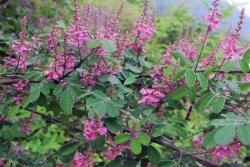 多花木兰种子怎么种植