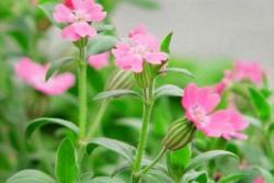 矮雪轮什么季节播种最好