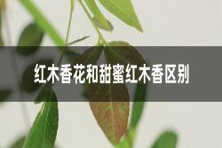 甜蜜红木香和红木香有什么区别(如何区分)