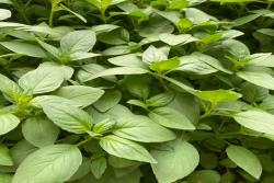 冬天可以种植荆芥吗