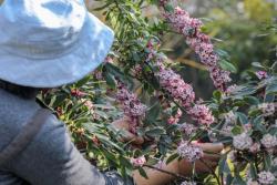 9款经典年宵花卉推荐