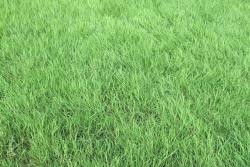 剪股颖和什么草籽混种好