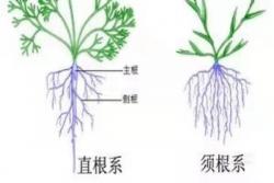 养花怎么养好根,花卉根系的特点有哪些