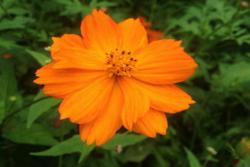 硫华菊花语和代表的意义