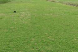 剪股颖和什么草籽混种好