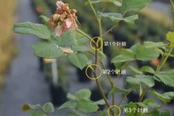 月季开完花怎样修剪