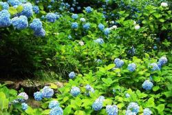 绣球花冬天会死吗