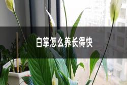 白掌怎么才能养长得快