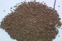 多花木兰种子怎么种植