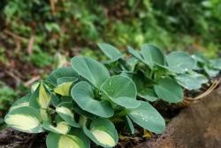 花园里的彩叶植物都有哪些？