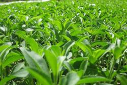 甜叶菊可以天天泡茶喝吗