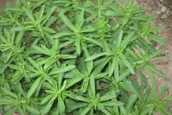 甜叶菊可以天天泡茶喝吗