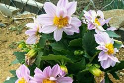 小丽花的花语和寓意
