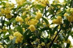 名贵桂花品种前十排名