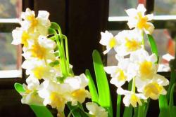 水仙花的花语(水仙花的象征寓意)