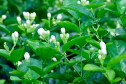 紫茉莉和茉莉的区别(紫茉莉和茉莉怎么区分）