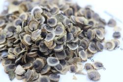 蜀葵种子什么时候播种最好