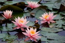 睡莲家庭种植养护避坑指南