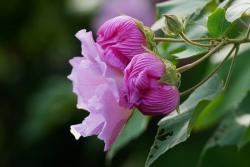 芙蓉花的花期是什么时候