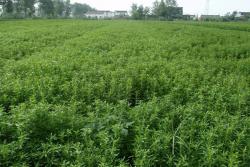 甜叶菊可以天天泡茶喝吗