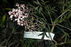 暗黑系植物——黑色蕾丝接骨木
