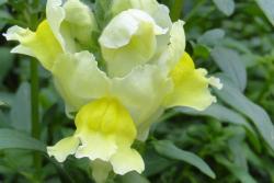 金鱼草花期是几月份